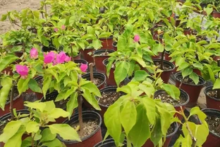夏季最適合繁殖九重葛，教你兩個插枝方法，45天就能長根