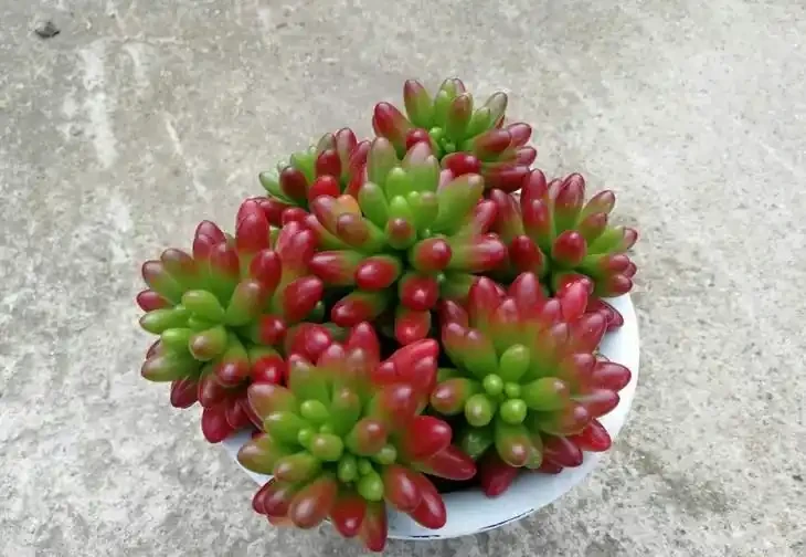 多肉落葉，就是這四個原因造成的，不用心很難養活