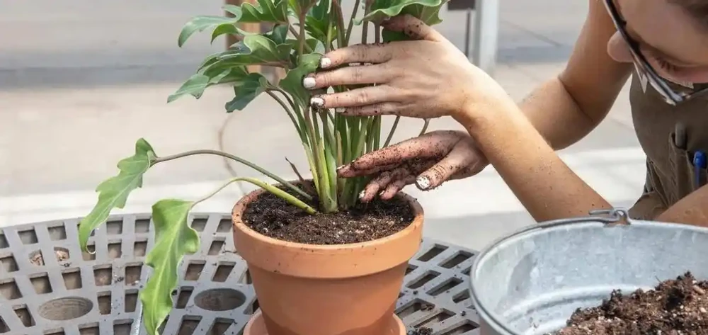 養花人最發愁的問題,看完這5種「澆水神器」,出門一個月也不怕