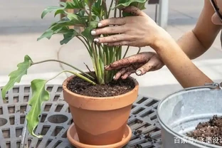 養花人最發愁的問題，看完這5種「澆水神器」，出門一個月也不怕