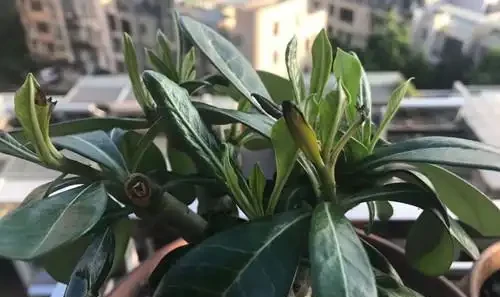 沙漠玫瑰花修剪後嫩芽出現焦黑問題,有什麼方法治療?