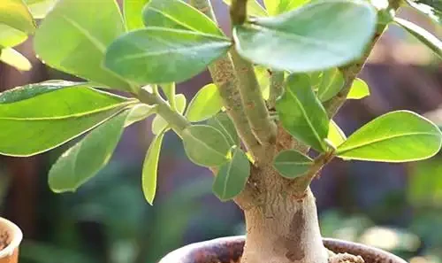 沙漠玫瑰花修剪後嫩芽出現焦黑問題,有什麼方法治療?