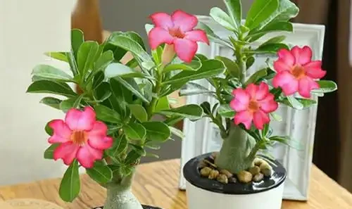 沙漠玫瑰花修剪後嫩芽出現焦黑問題,有什麼方法治療?