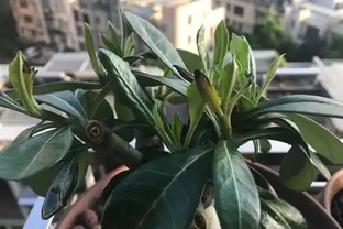 沙漠玫瑰花修剪後嫩芽出現焦黑問題，有什麼方法治療？