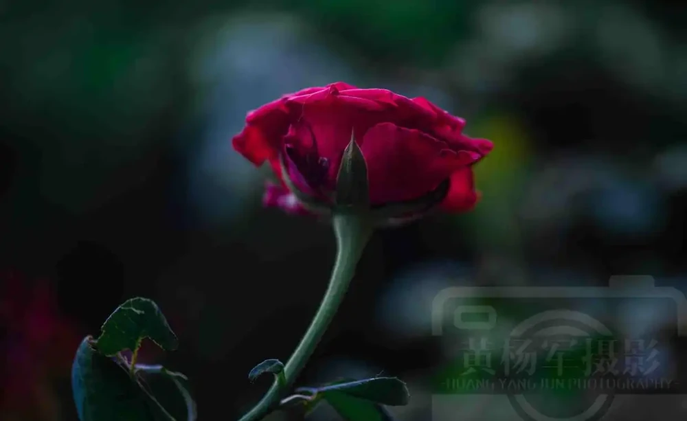 玫瑰花絢爛嫵媚的紅豔,芬芳花開的薔薇科特別漂亮,浪漫別緻的美