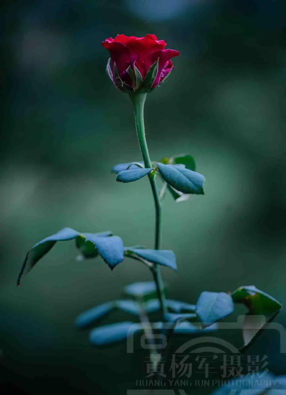 玫瑰花絢爛嫵媚的紅豔,芬芳花開的薔薇科特別漂亮,浪漫別緻的美