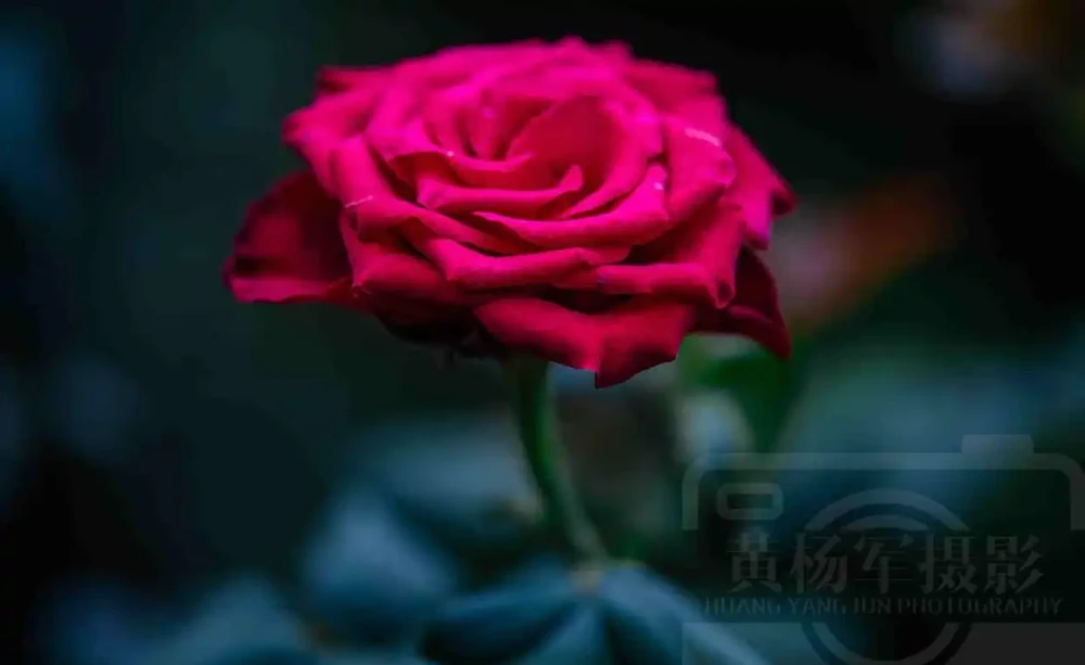 玫瑰花絢爛嫵媚的紅豔,芬芳花開的薔薇科特別漂亮,浪漫別緻的美