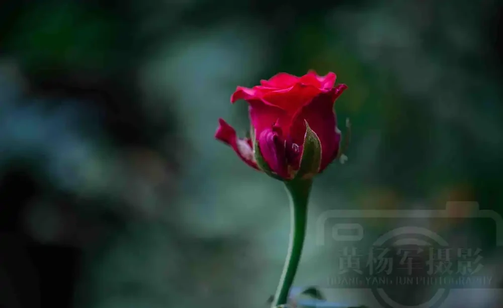 玫瑰花絢爛嫵媚的紅豔,芬芳花開的薔薇科特別漂亮,浪漫別緻的美