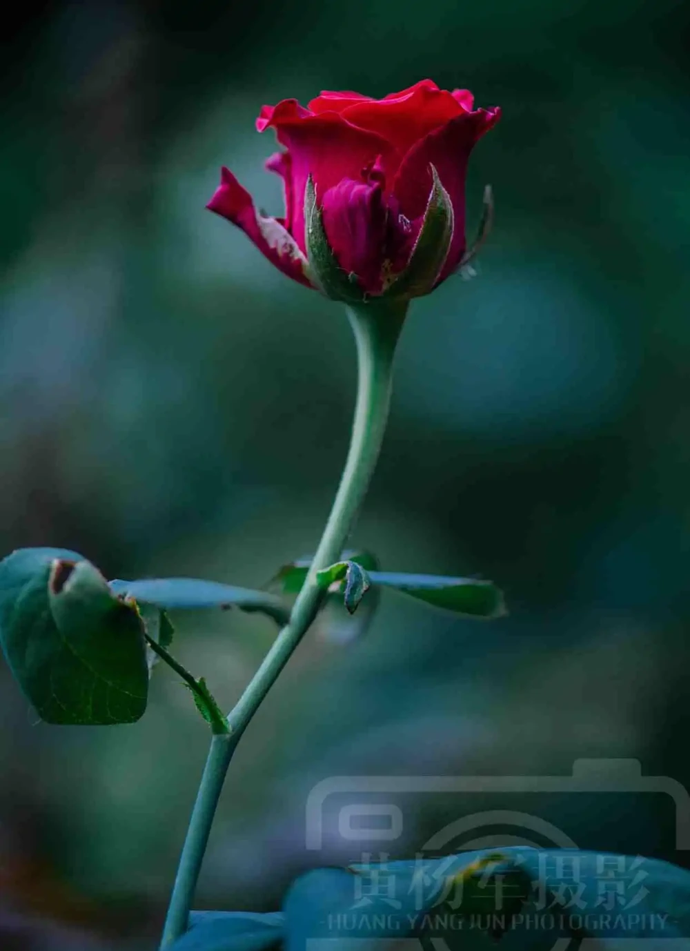 玫瑰花絢爛嫵媚的紅豔,芬芳花開的薔薇科特別漂亮,浪漫別緻的美