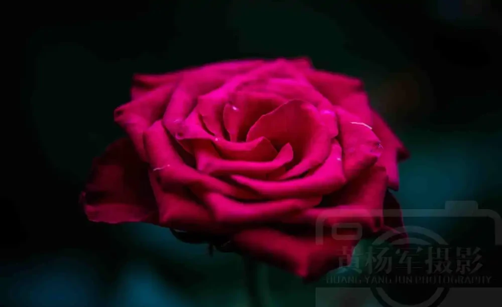 玫瑰花絢爛嫵媚的紅豔,芬芳花開的薔薇科特別漂亮,浪漫別緻的美