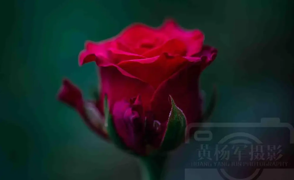 玫瑰花絢爛嫵媚的紅豔,芬芳花開的薔薇科特別漂亮,浪漫別緻的美