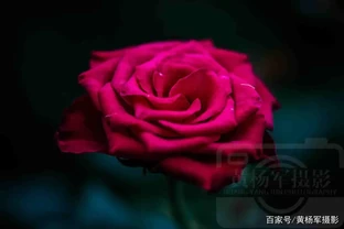 玫瑰花絢爛嫵媚的紅豔，芬芳花開的薔薇科特別漂亮，浪漫別緻的美