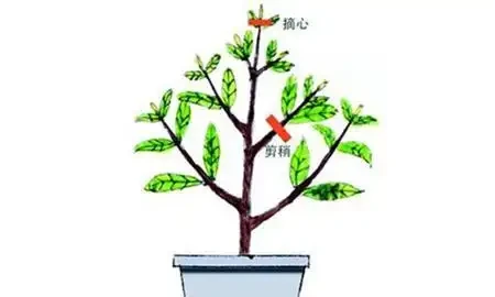 學會3種修剪方法,鴨腳木蹭蹭冒新芽,株型變漂亮