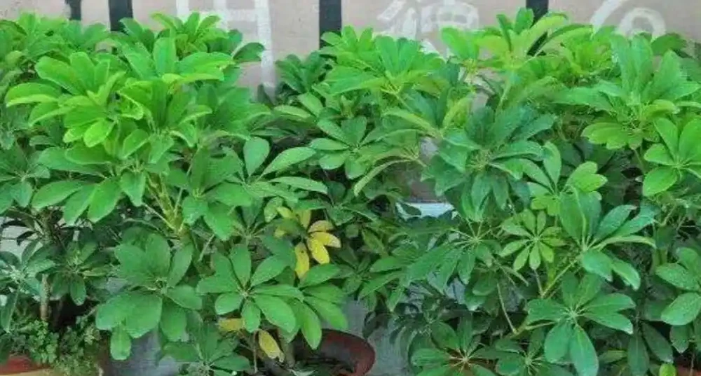 學會3種修剪方法,鴨腳木蹭蹭冒新芽,株型變漂亮