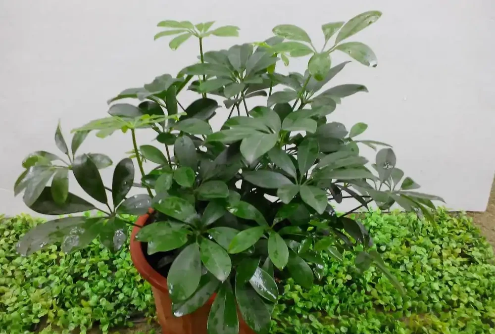學會3種修剪方法,鴨腳木蹭蹭冒新芽,株型變漂亮