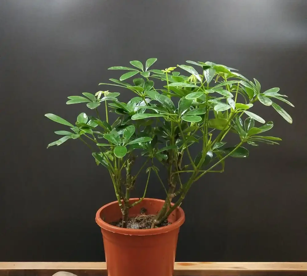 學會3種修剪方法,鴨腳木蹭蹭冒新芽,株型變漂亮
