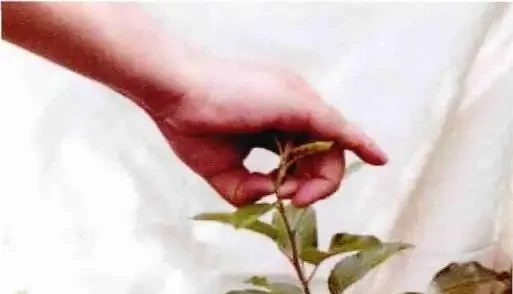 學會3種修剪方法,鴨腳木蹭蹭冒新芽,株型變漂亮