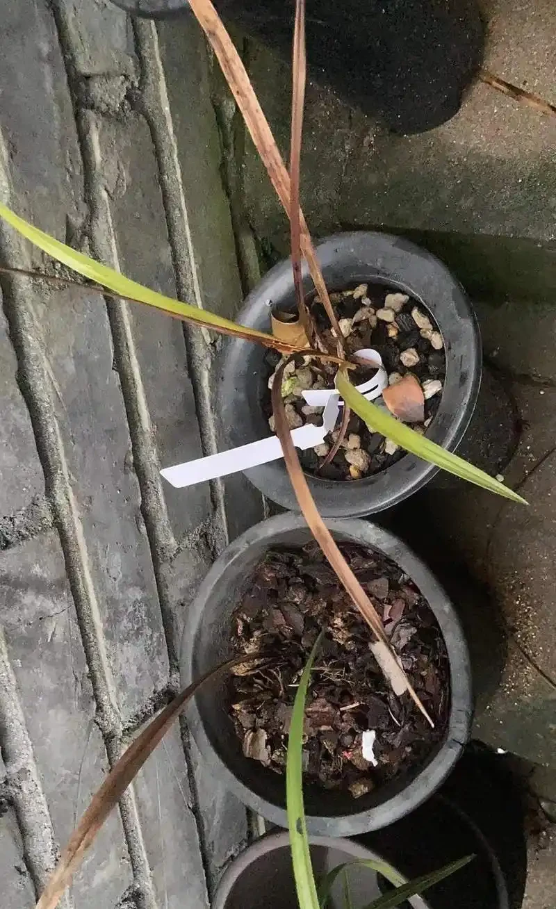 蘭花葉片發黃發黑,先查清原因再脫盆,不要急著救治