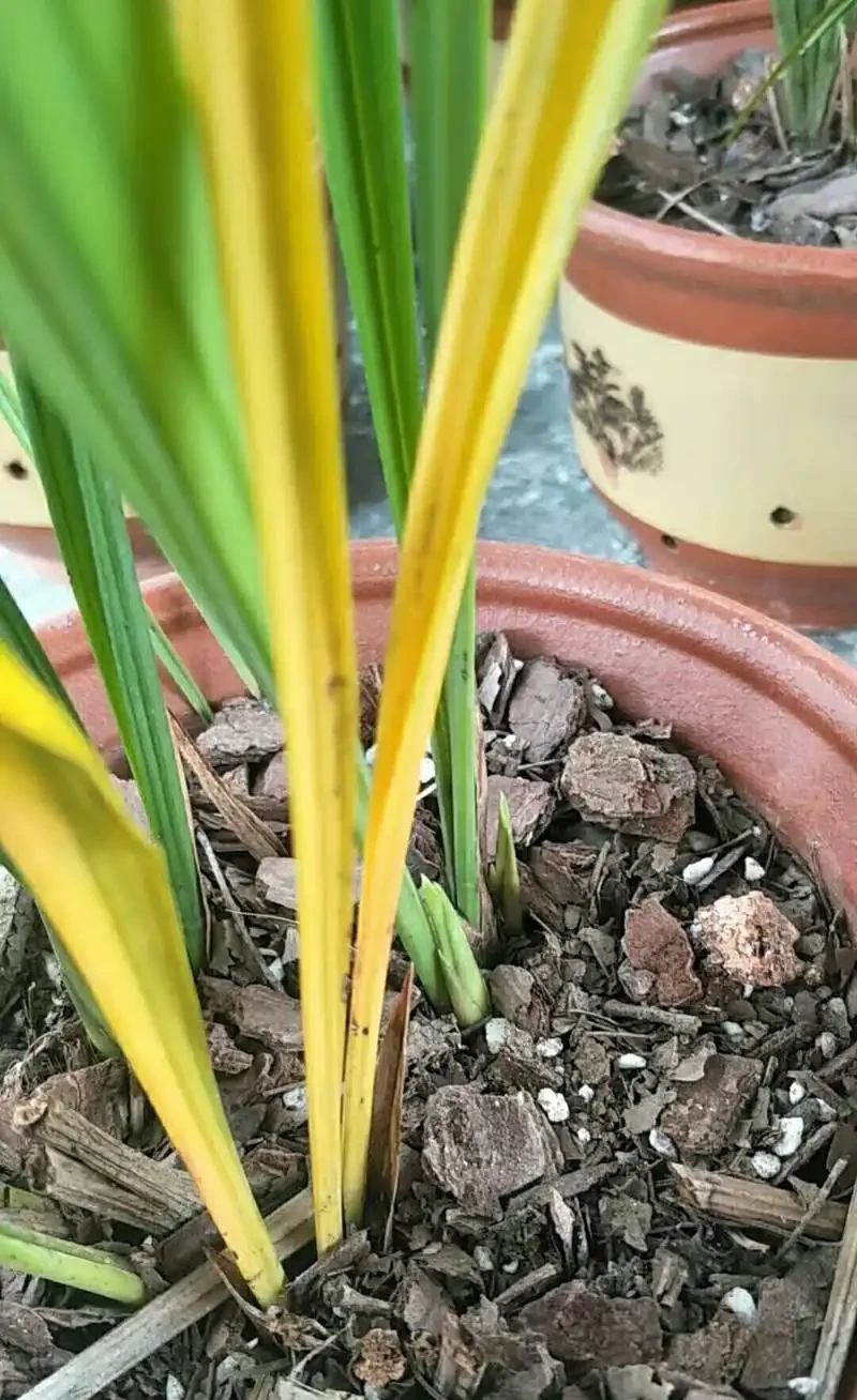 蘭花葉片發黃發黑,先查清原因再脫盆,不要急著救治