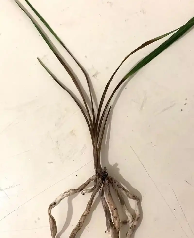 蘭花葉片發黃發黑,先查清原因再脫盆,不要急著救治