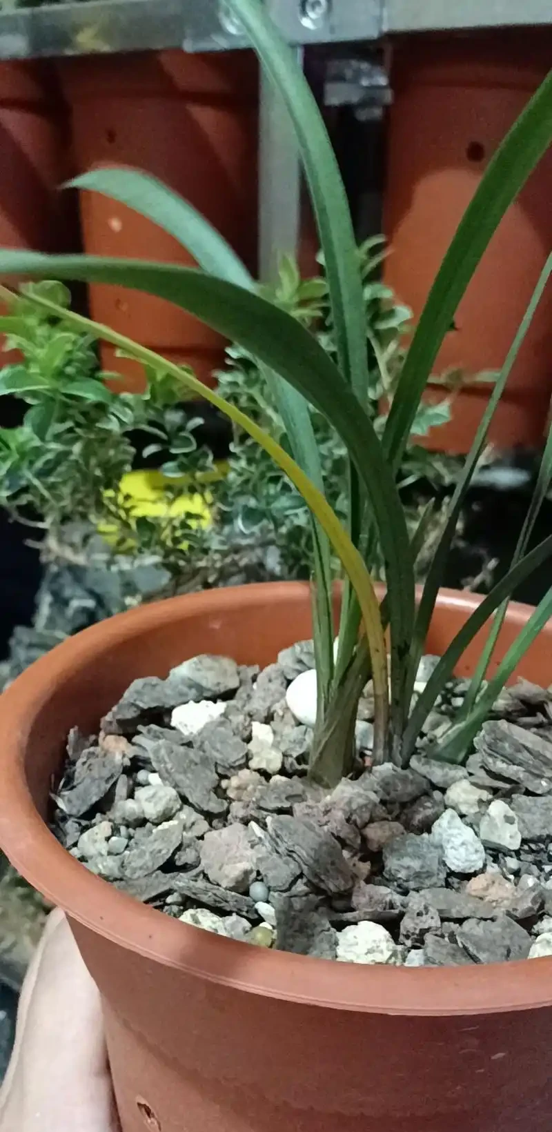 蘭花葉片發黃發黑,先查清原因再脫盆,不要急著救治