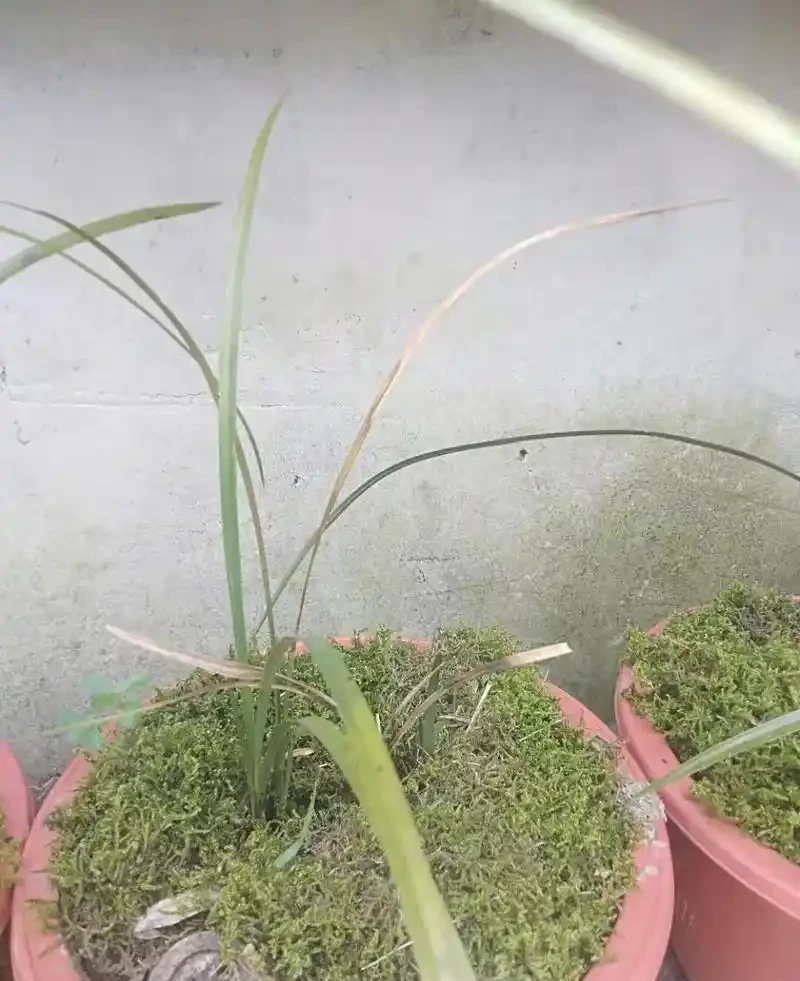 蘭花葉片發黃發黑,先查清原因再脫盆,不要急著救治