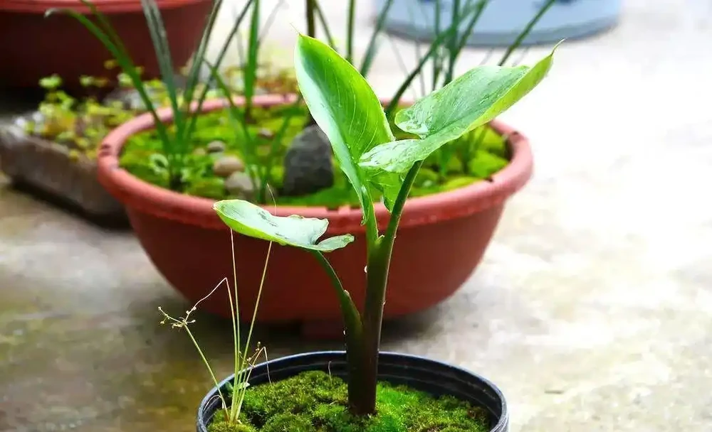 盆栽海芋「長個子不長葉」的壞毛病,還得想個辦法治一治!