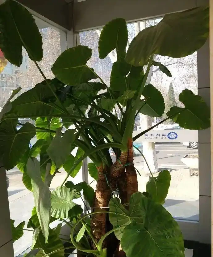 盆栽海芋「長個子不長葉」的壞毛病,還得想個辦法治一治!