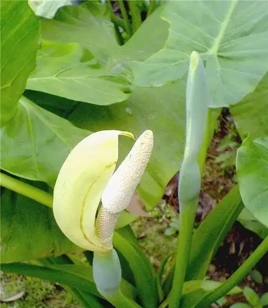 盆栽海芋「長個子不長葉」的壞毛病,還得想個辦法治一治!
