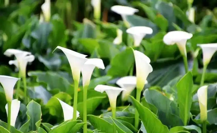 盆栽海芋「長個子不長葉」的壞毛病，還得想個辦法治一治！