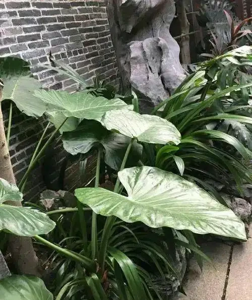 盆栽海芋「長個子不長葉」的壞毛病,還得想個辦法治一治!