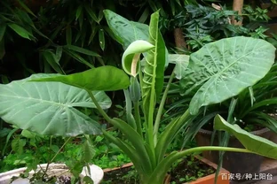 盆栽海芋「長個子不長葉」的壞毛病，還得想個辦法治一治！