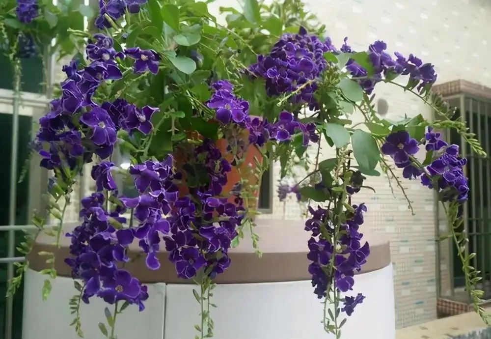 7種「香水花」,養一盆滿屋生香,開花180天,好看又貴氣