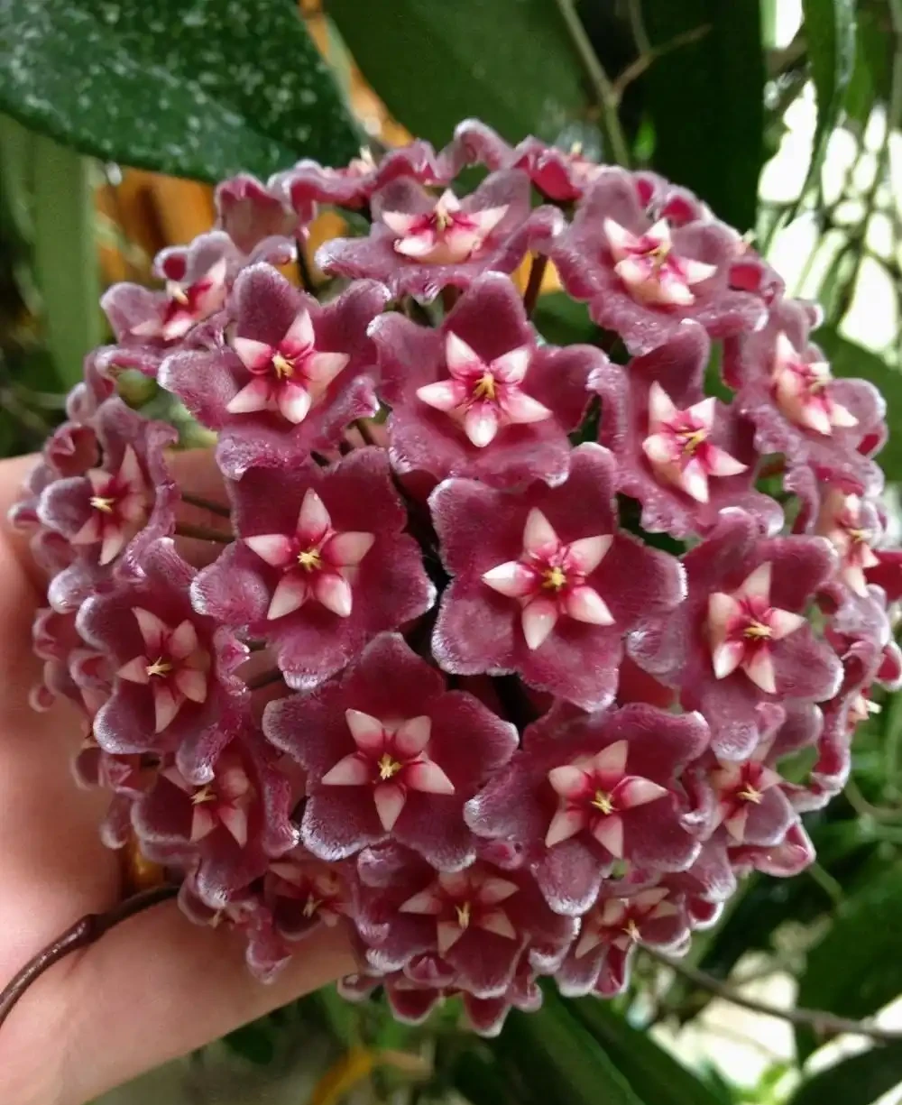 7種「香水花」,養一盆滿屋生香,開花180天,好看又貴氣