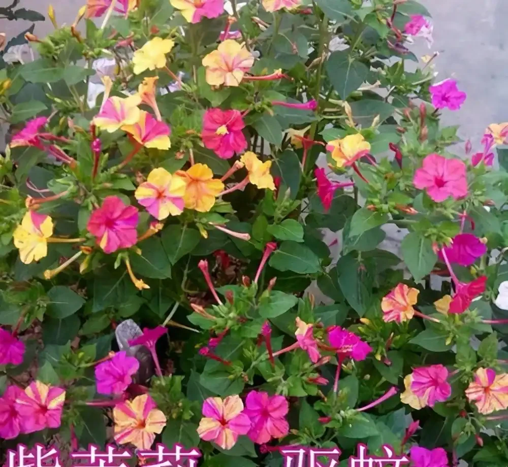 7種「香水花」,養一盆滿屋生香,開花180天,好看又貴氣