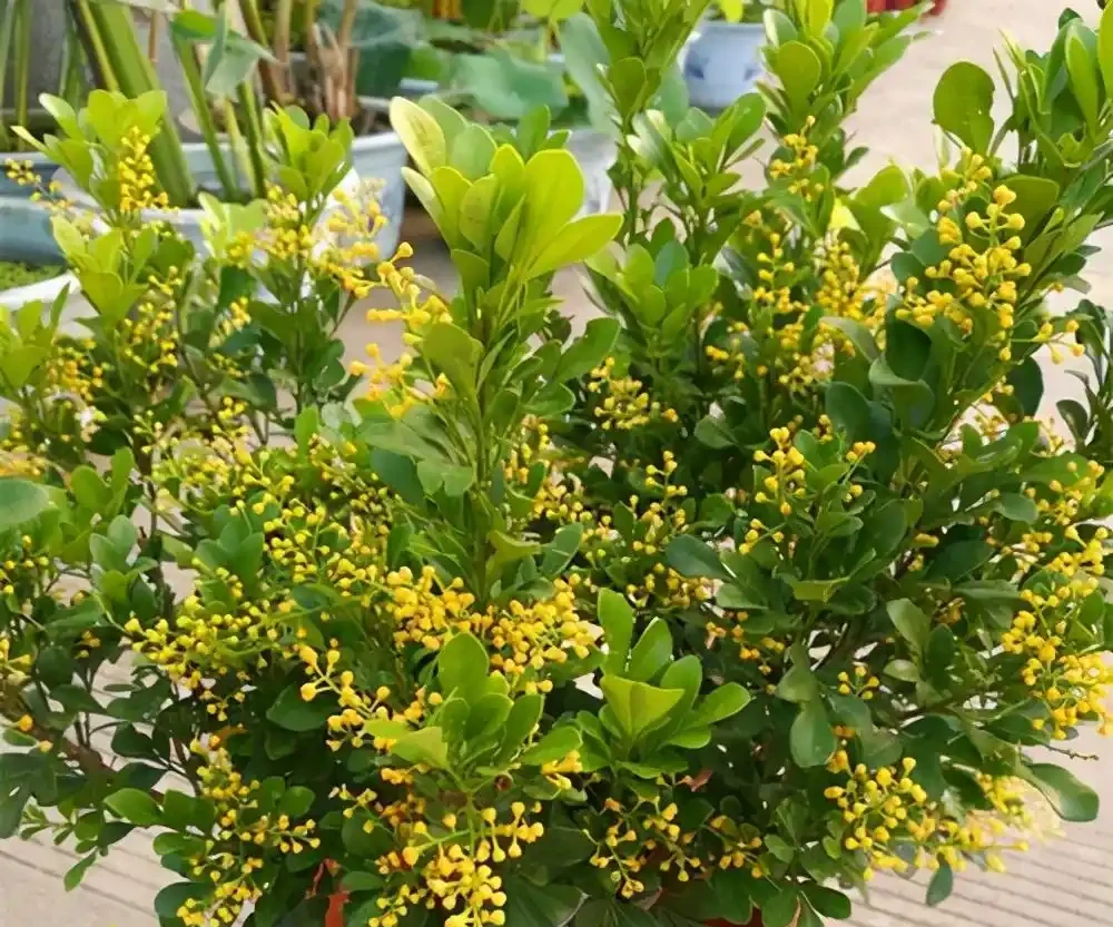 7種「香水花」,養一盆滿屋生香,開花180天,好看又貴氣