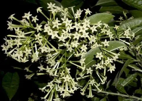 7種「香水花」，養一盆滿屋生香，開花180天，好看又貴氣