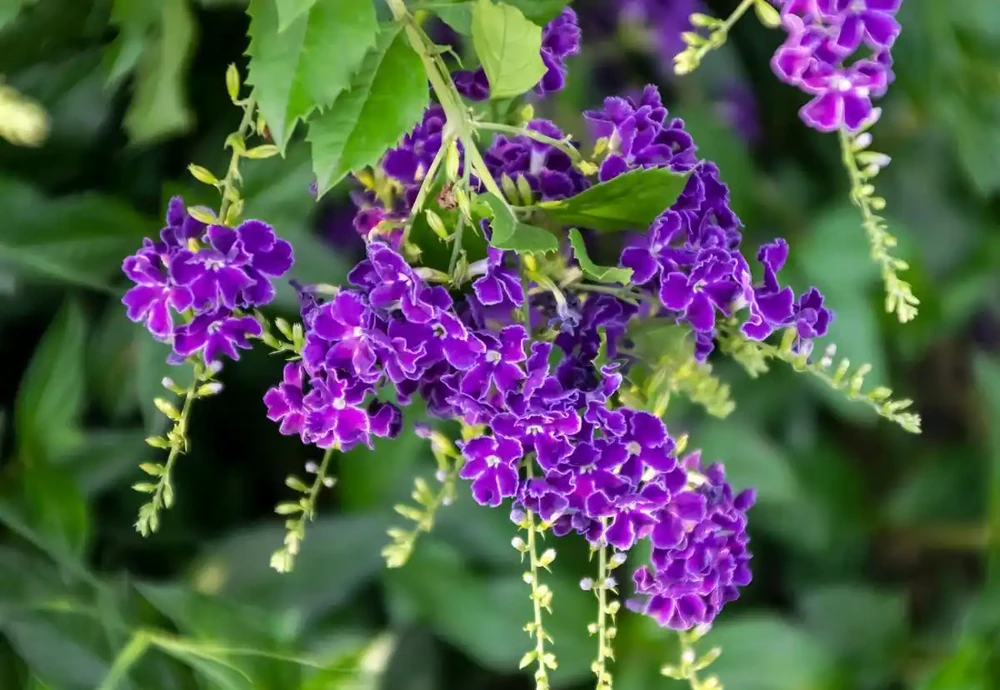 7種「香水花」,養一盆滿屋生香,開花180天,好看又貴氣