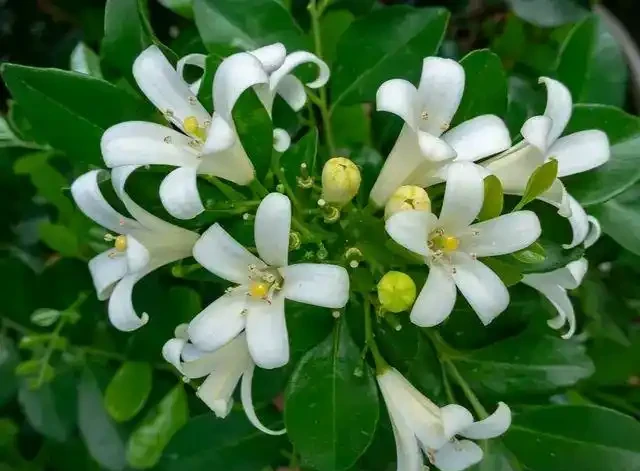 7種「香水花」,養一盆滿屋生香,開花180天,好看又貴氣