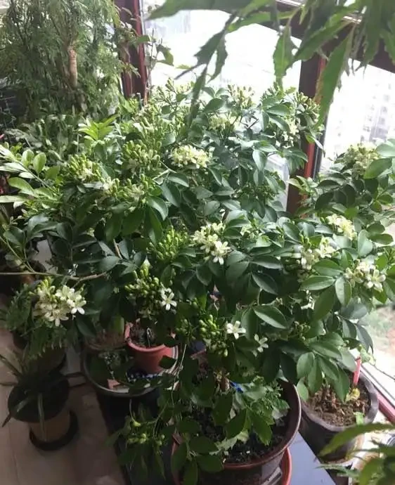 7種「香水花」,養一盆滿屋生香,開花180天,好看又貴氣