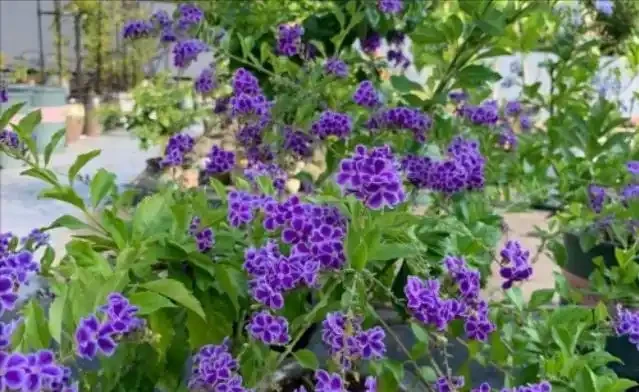 7種「香水花」,養一盆滿屋生香,開花180天,好看又貴氣