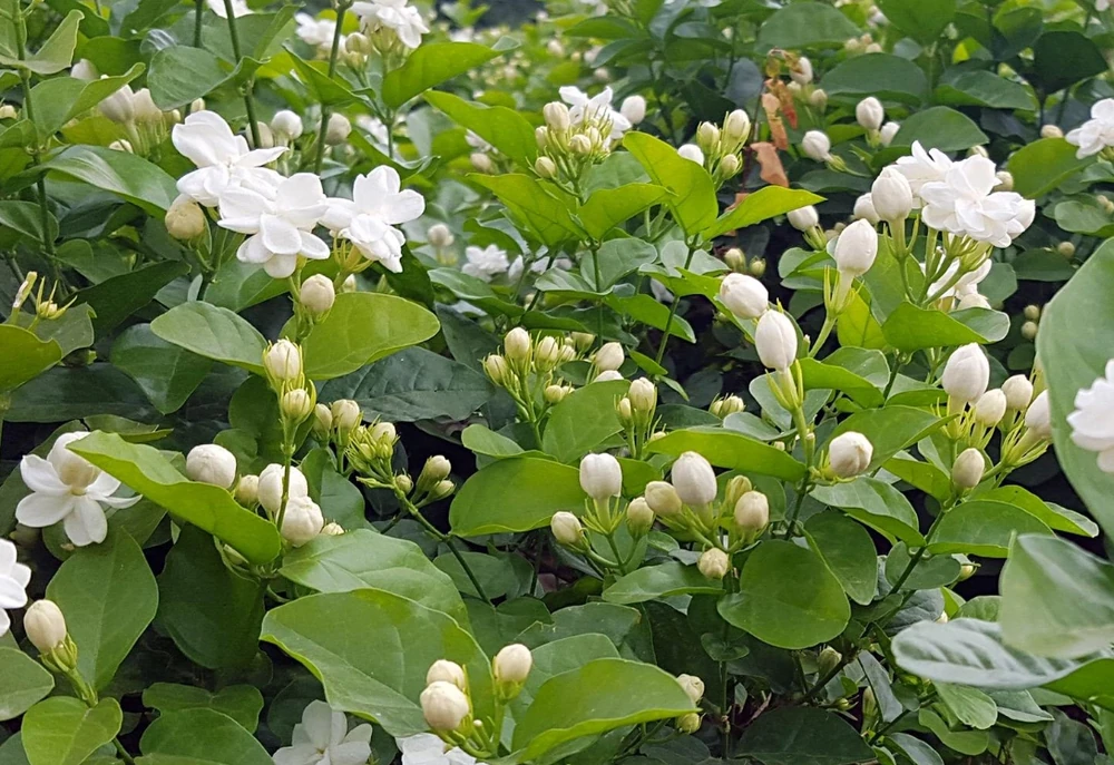 7種「香水花」,養一盆滿屋生香,開花180天,好看又貴氣