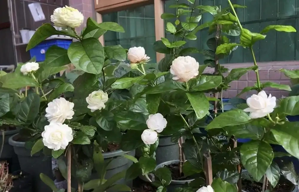 7種「香水花」,養一盆滿屋生香,開花180天,好看又貴氣