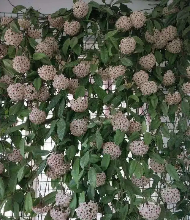 7種「香水花」,養一盆滿屋生香,開花180天,好看又貴氣