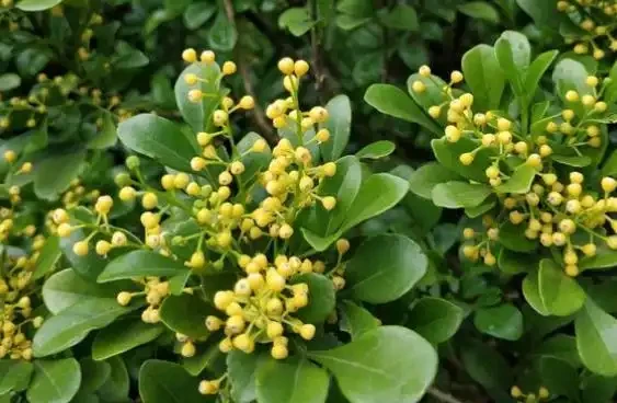 7種「香水花」,養一盆滿屋生香,開花180天,好看又貴氣