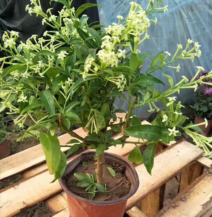 7種「香水花」,養一盆滿屋生香,開花180天,好看又貴氣