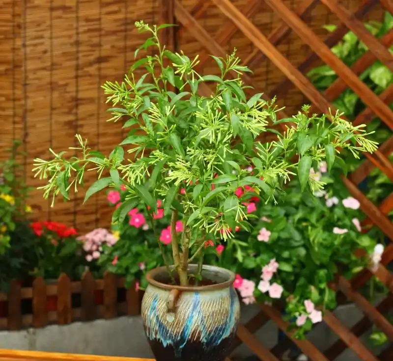7種「香水花」,養一盆滿屋生香,開花180天,好看又貴氣