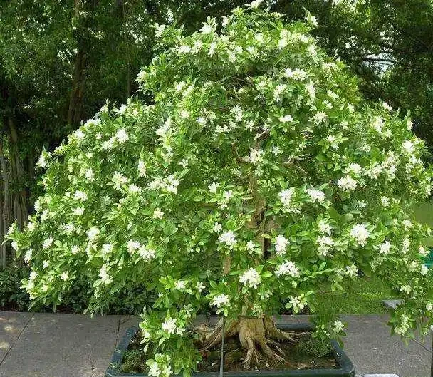 7種「香水花」,養一盆滿屋生香,開花180天,好看又貴氣