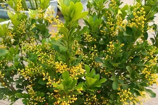 7種「香水花」，養一盆滿屋生香，開花180天，好看又貴氣