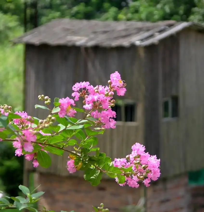 適合養在院子的5種樹，能開花能結果，種一次「管」多年，划算